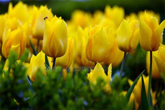 Hoa tulip vàng