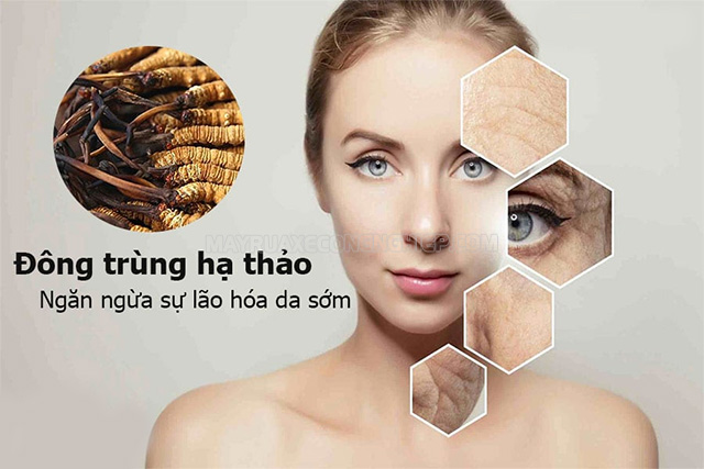 Đông trùng hạ thảo không phù hợp với tất cả mọi người